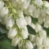 Mountain Snow Pieris - 3 Gallon Pot 2 Mountain Snow Pieris - 3 Gallon Pot -Cheap Plants Store Pieris Mountain Snow 14 2