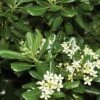 Green Pittosporum (Japanese Mock Orange) - 3 Gallon Pot -Cheap Plants Store Pittosporum Green 500x750 1