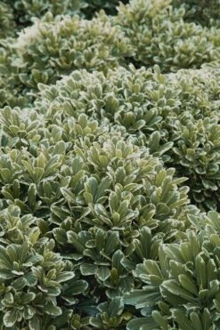 Mojo Dwarf Variegated Pittosporum - 2 Gallon Pot -Cheap Plants Store Pittosporum Mojo 11 1