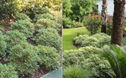 Mojo Dwarf Variegated Pittosporum - 1 Gallon Pot -Cheap Plants Store Pittosporum Mojo 6