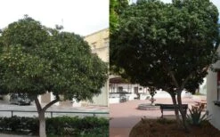 Green Pittosporum (Japanese Mock Orange) - 3 Gallon Pot -Cheap Plants Store Pittosporum Tree Form