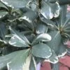 Variegated Pittosporum - Japanese Mock Orange - 1 Gallon Pot -Cheap Plants Store Pittosporum Variegated 10