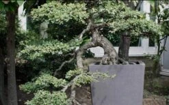 Variegated Pittosporum - Japanese Mock Orange - 1 Gallon Pot -Cheap Plants Store Pittosporum Variegated Bonsai