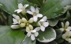 Variegated Pittosporum - Japanese Mock Orange - 1 Gallon Pot -Cheap Plants Store Pittosporum Variegated Flowers 1