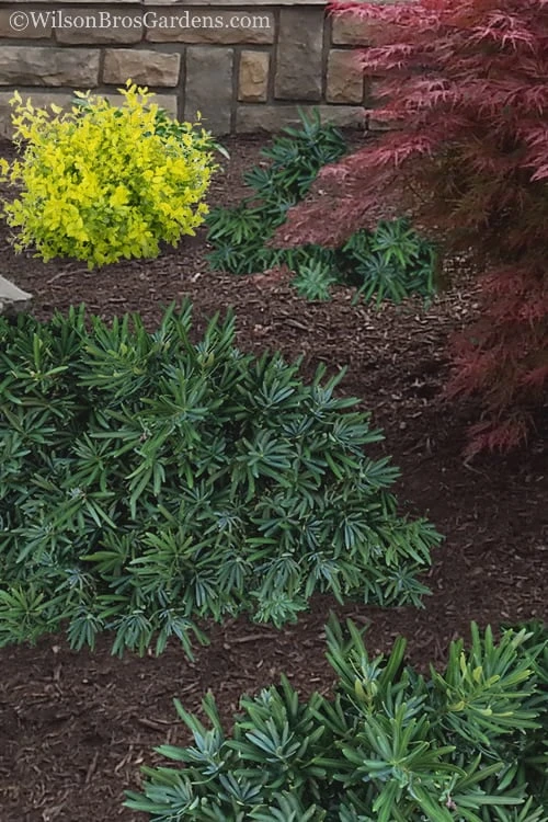 Pringles Dwarf Podocarpus Yew - 3 Gallon Pot 6 Pringles Dwarf Podocarpus Yew - 3 Gallon Pot - Image 4