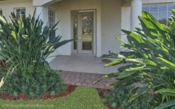 Pringles Dwarf Podocarpus Yew - 3 Gallon Pot 12 Pringles Dwarf Podocarpus Yew - 3 Gallon Pot -Cheap Plants Store Podocarpus Pringles 21 2