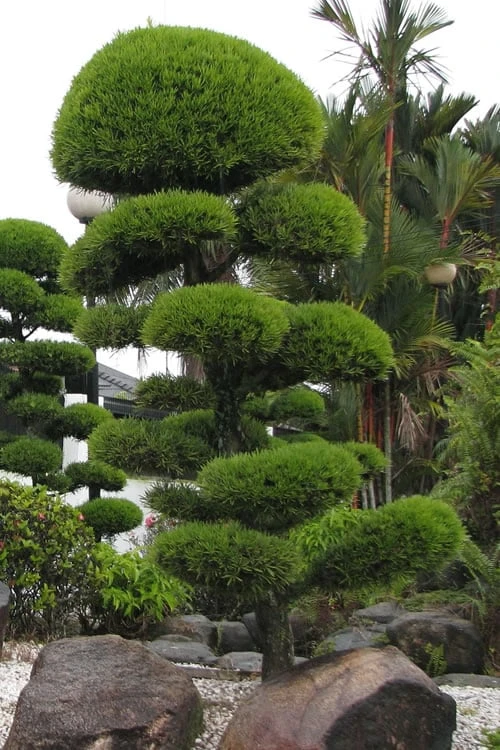 Podocarpus Macrophyllus Upright Yew - 3 Gallon Pot 9 Podocarpus Macrophyllus Upright Yew - 3 Gallon Pot - Image 7