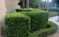 Podocarpus Macrophyllus Upright Yew - 3 Gallon Pot 17 Podocarpus Macrophyllus Upright Yew - 3 Gallon Pot -Cheap Plants Store Podocarpus Upright Yew 11