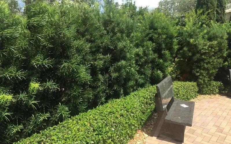 Podocarpus Macrophyllus Upright Yew - 3 Gallon Pot 7 Podocarpus Macrophyllus Upright Yew - 3 Gallon Pot - Image 5