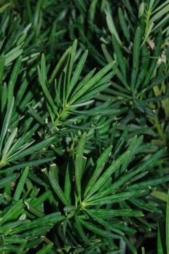 Podocarpus Macrophyllus Upright Yew - 3 Gallon Pot 21 Podocarpus Macrophyllus Upright Yew - 3 Gallon Pot -Cheap Plants Store Podocarpus Upright Yew 13