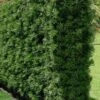 Podocarpus Macrophyllus Upright Yew - 3 Gallon Pot 2 Podocarpus Macrophyllus Upright Yew - 3 Gallon Pot -Cheap Plants Store Podocarpus Upright Yew 15
