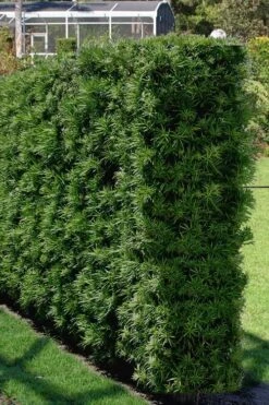 Podocarpus Macrophyllus Upright Yew - 7 Gallon Pot (3-4') 13 Podocarpus Macrophyllus Upright Yew - 7 Gallon Pot (3-4') -Cheap Plants Store Podocarpus Upright Yew 15 2