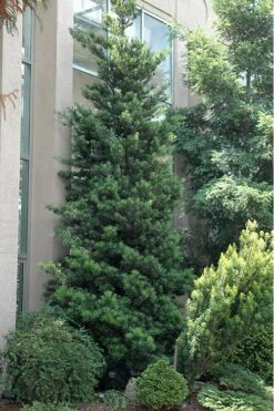 Podocarpus Macrophyllus Upright Yew - 3 Gallon Pot 15 Podocarpus Macrophyllus Upright Yew - 3 Gallon Pot -Cheap Plants Store Podocarpus Upright Yew 500x750 1