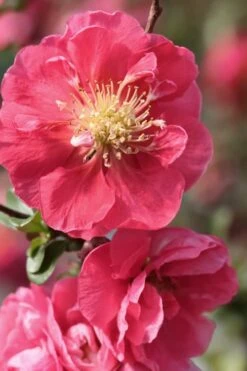 Double Take Pink Storm Flowering Quince - 2 Gallon Pot -Cheap Plants Store Quince Double Take Pink 1