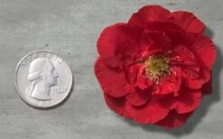 Double Take 'Scarlet' Flowering Quince - 3 Gallon Pot -Cheap Plants Store Quince Double Take Red 11