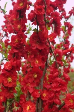 Double Take 'Scarlet' Flowering Quince - 3 Gallon Pot -Cheap Plants Store Quince Double Take Scarlet 5