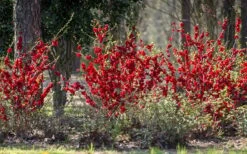 Double Take 'Scarlet' Flowering Quince - 3 Gallon Pot -Cheap Plants Store Quince Double Take Scarlet 6