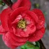 Double Take 'Scarlet' Flowering Quince - 3 Gallon Pot -Cheap Plants Store Quince Double Take Scarlet 9