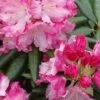 Southgate 'Brandi' Rhododendron - 2 Gallon Pot -Cheap Plants Store Rhododendron Brandi Southgate BS