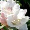 Southgate Divine Rhododendron -Cheap Plants Store Rhododendron Southgate Divine 500x750 1