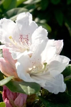 Southgate Divine Rhododendron