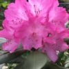 Southgate 'Radiance' Rhododendron - 3 Gallon Pot 2 Southgate 'Radiance' Rhododendron - 3 Gallon Pot -Cheap Plants Store Rhododendron Southgate Radiance 2 500x750 1