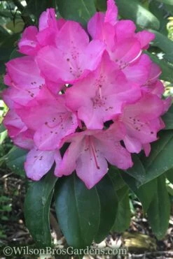 Southgate 'Radiance' Rhododendron - 3 Gallon Pot -Cheap Plants Store Rhododendron Southgate Radiance 4 500x750 1