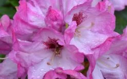 Southgate 'Radiance' Rhododendron - 3 Gallon Pot -Cheap Plants Store Rhododendron Southgate Radiance Closeup