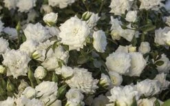 White Drift Rose - 3 Gallon Pot -Cheap Plants Store Ride White Drift Blooms 1