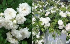 White Drift Rose - 1 Gallon Pot -Cheap Plants Store Ride White Drift Blooms 3
