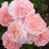 Apricot Drift Dwarf Rose - 3 Gallon Pot -Cheap Plants Store Rose Apricot Drift Rose BS