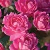 Pink Double Knock Out Rose - 2 Gallon Pot -Cheap Plants Store Rose Double Pink Knockout BS 1