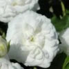 White Drift Rose - 1 Gallon Pot -Cheap Plants Store Rose Drift White 10