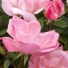 Blushing Knock Out Rose - 1 Gallon Pot -Cheap Plants Store Rose Knock Out Blushing Pink 1
