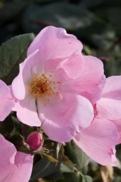 Blushing Knock Out Rose - 1 Gallon Pot -Cheap Plants Store Rose Knock Out Blushing Pink 2