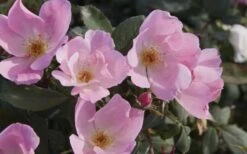 Blushing Knock Out Rose - 1 Gallon Pot -Cheap Plants Store Rose Knock Out Blushing Pink 4