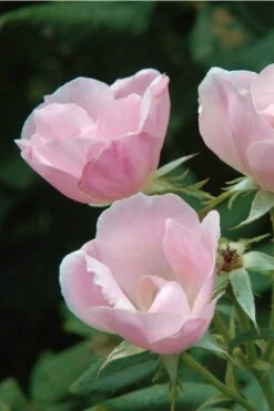 Blushing Knock Out Rose - 1 Gallon Pot -Cheap Plants Store Rose Knock Out Blushing Pink 5