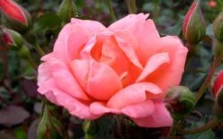Coral Knock Out Rose - 1 Gallon Pot -Cheap Plants Store Rose Knock Out Coral 21 1