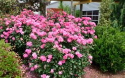 Pink Double Knock Out Rose - 3 Gallon Pot -Cheap Plants Store Rose Knock Out Double Pink 2