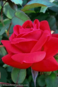 Red Double Knock Out Rose - 3 Gallon Pot 10 Red Double Knock Out Rose - 3 Gallon Pot -Cheap Plants Store Rose Knock Out Double Red 10 1