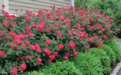 Original Red Knock Out Rose - 1 Gallon Pot -Cheap Plants Store Rose Knock Out Original 51