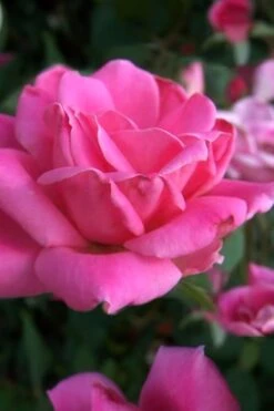 Pink Double Knock Out Rose - 3 Gallon Pot -Cheap Plants Store Rose Knock Out Pink Double 10