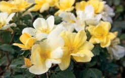 Sunny Yellow Knock Out Rose - 3 Gallon Pot -Cheap Plants Store Rose Knock Out Sunny 11