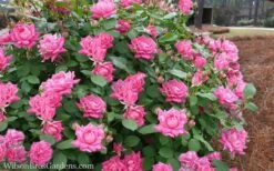 Pink Double Knock Out Rose - 3 Gallon Pot -Cheap Plants Store Rose Knockout Pink Double 21