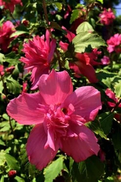 Lucy Rose Of Sharon (Single Trunk Tree) - 7 Gallon Pot (3-4') 13 Lucy Rose Of Sharon (Single Trunk Tree) - 7 Gallon Pot (3-4') -Cheap Plants Store Rose Of Sharon Lucy 13 1