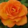 Sunrosa Orange Delight Dwarf Shrub Rose - 1 Gallon Pot 2 Sunrosa Orange Delight Dwarf Shrub Rose - 1 Gallon Pot -Cheap Plants Store Rose Orange Sunrosa 10