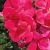 Original Red Knock Out Rose - 1 Gallon Pot -Cheap Plants Store Rose Red Knock Out 10