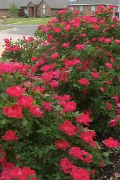 Original Red Knock Out Rose - 1 Gallon Pot -Cheap Plants Store Rose Red Knock Out 12