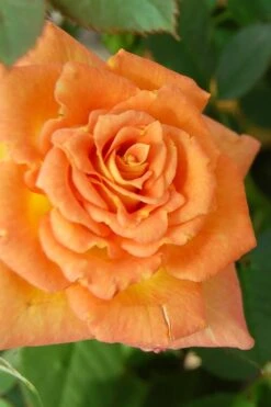 Sunrosa Orange Delight Dwarf Shrub Rose - 1 Gallon Pot -Cheap Plants Store Rose Sunrosa Orange Delight 1