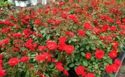 Sunrosa Red Dwarf Shrub Rose - 1 Gallon Pot 12 Sunrosa Red Dwarf Shrub Rose - 1 Gallon Pot -Cheap Plants Store Rose Sunrosa Red 1